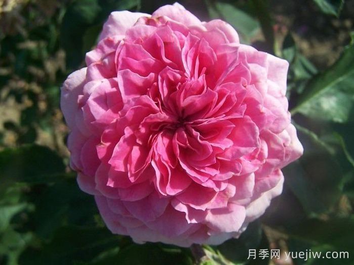 阿布鲁德月季Abrud(图1)