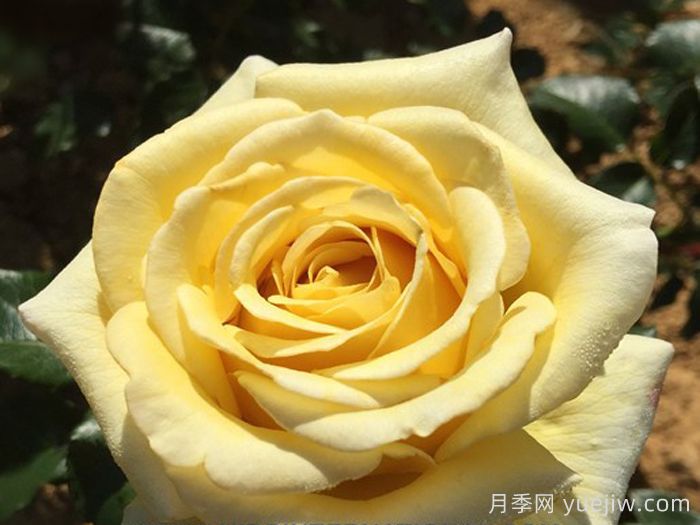 阿巴德月季(黄色)(图1)