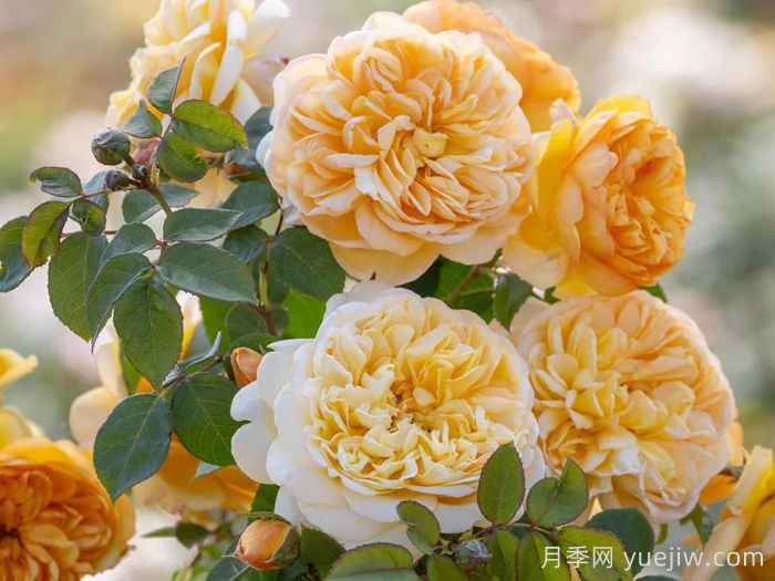 阳光使者月季/给我阳光(图2)