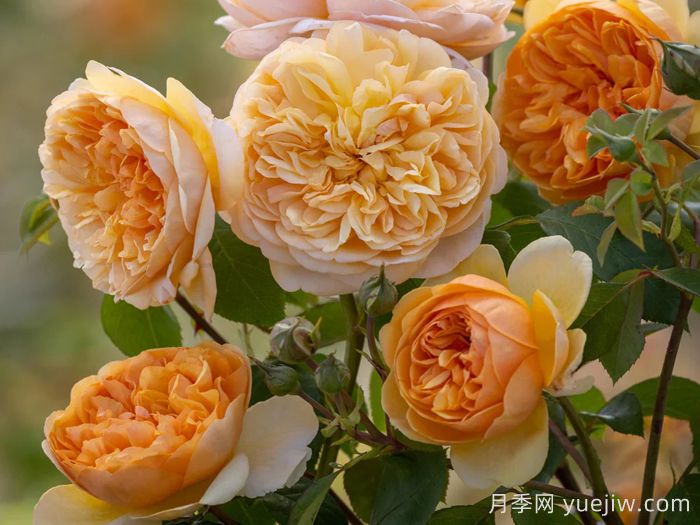 阳光使者月季/给我阳光(图3)