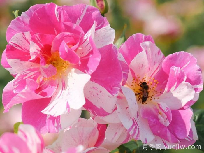 国王的玫瑰月季/王者玫瑰(图2)