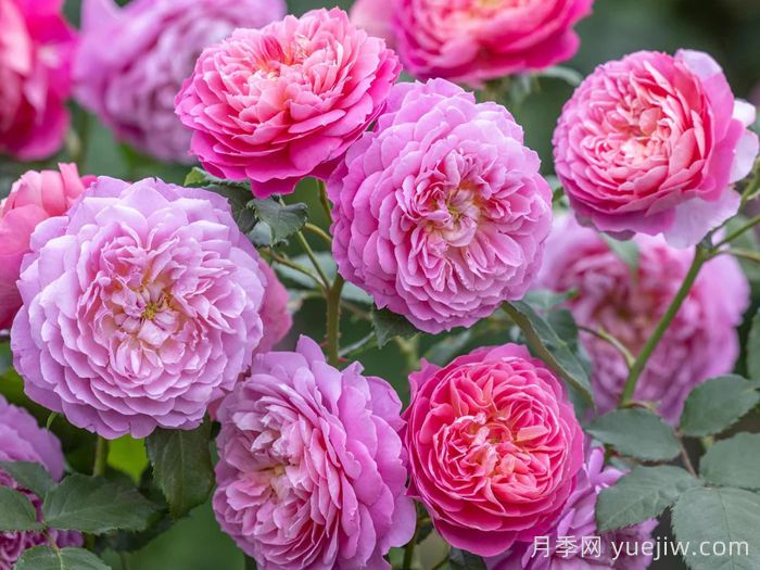 艾玛布里奇沃特月季(图1)