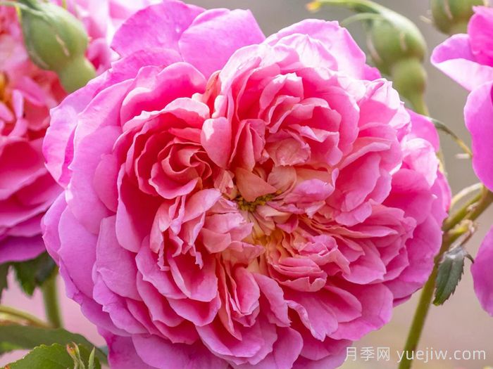 艾玛布里奇沃特月季(图2)