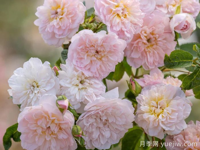 伊丽莎白月季(图4)