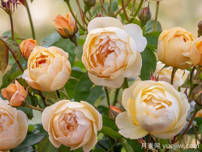 丹尼理念月季(图1)