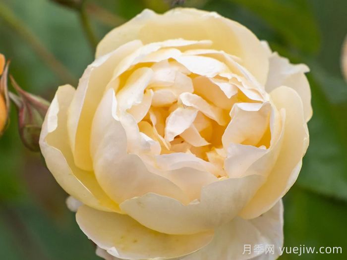 丹尼理念月季(图2)