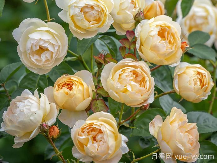 丹尼理念月季(图3)