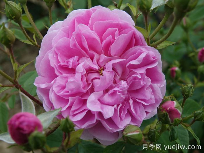 哈洛卡尔月季/哈罗卡尔(图2)