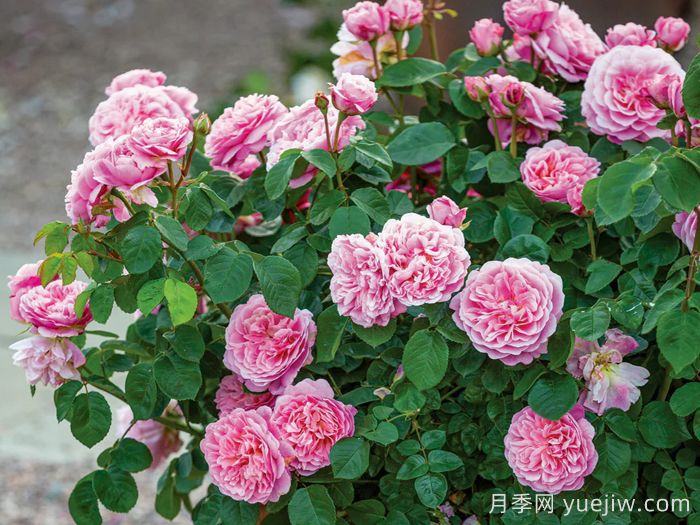 优丝塔夏福爱月季/尤泰莎菲月季/游苔莎斐伊(图3)