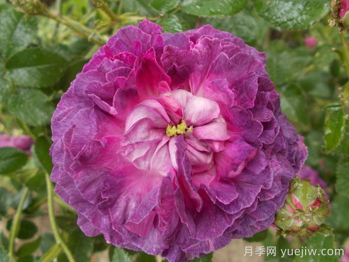 克雷西美人月季/流星/克雷西美女(图2)