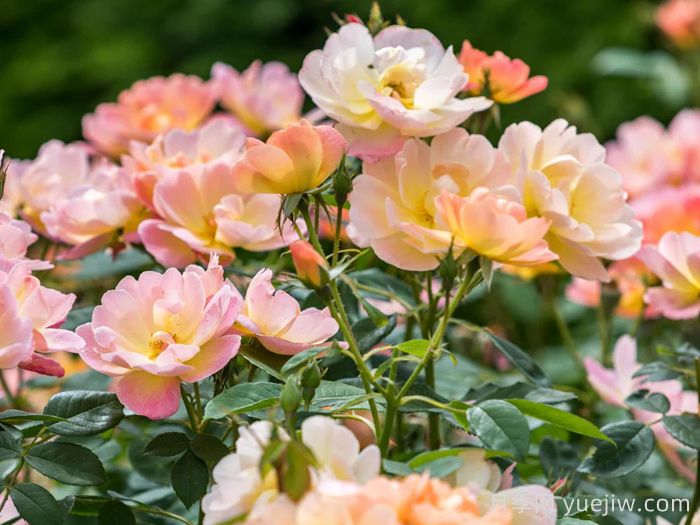 云雀高飞月季/云雀升腾(图3)