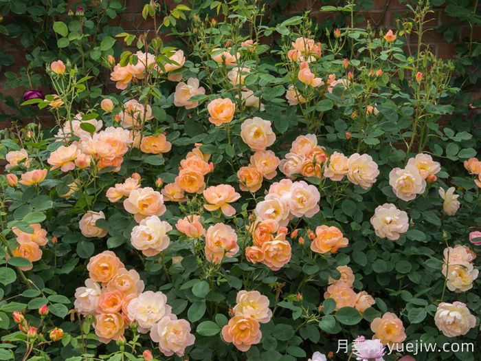 云雀高飞月季/云雀升腾(图5)