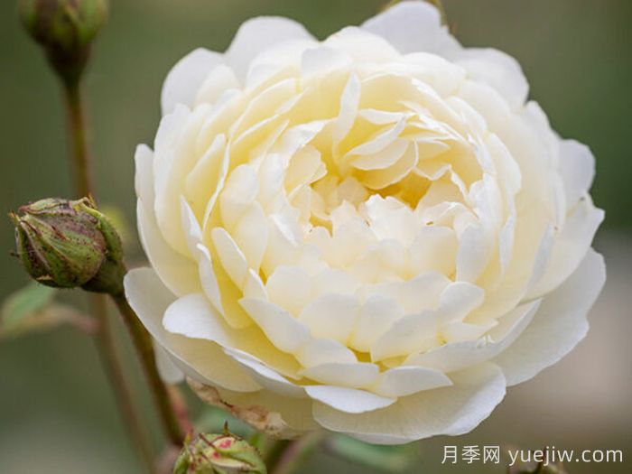 奈贝文月季/新书信(图2)