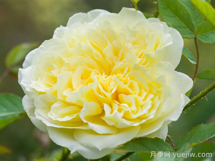 乡村牧师月季(图1)