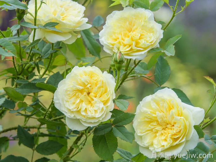 乡村牧师月季(图2)