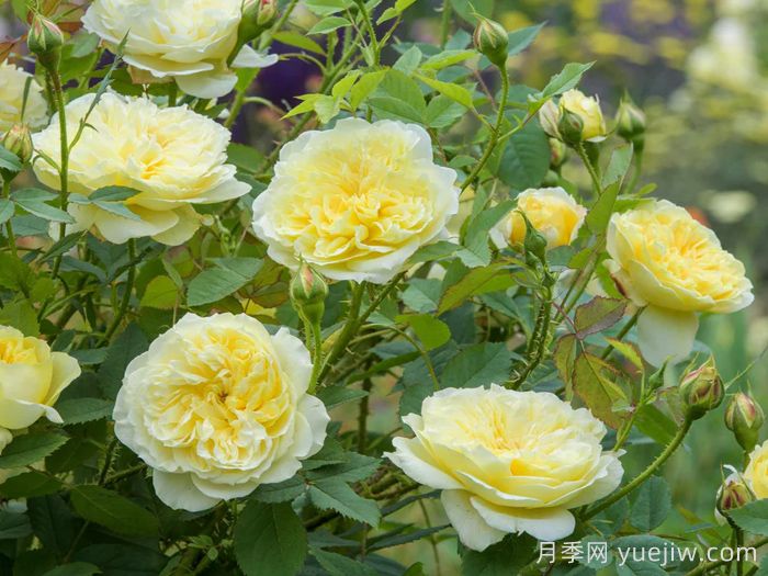 乡村牧师月季(图3)