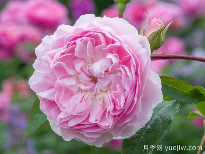 织工马南月季/塞拉斯马南月季(图1)