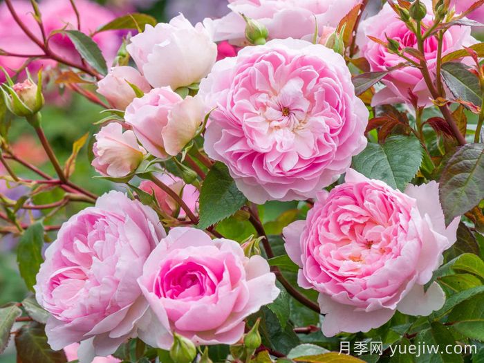 织工马南月季/塞拉斯马南月季(图2)