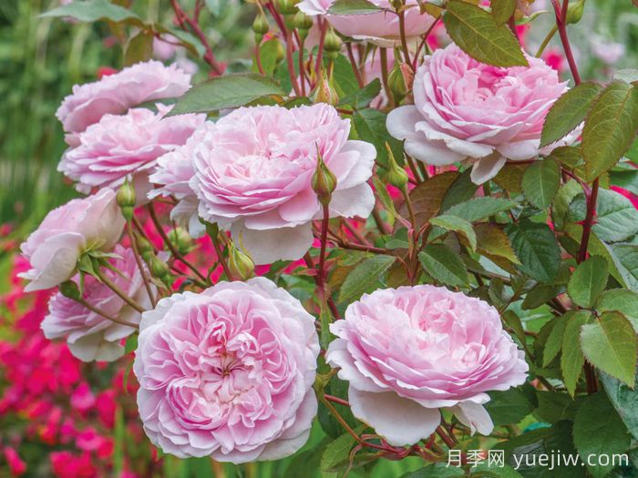 织工马南月季/塞拉斯马南月季(图3)