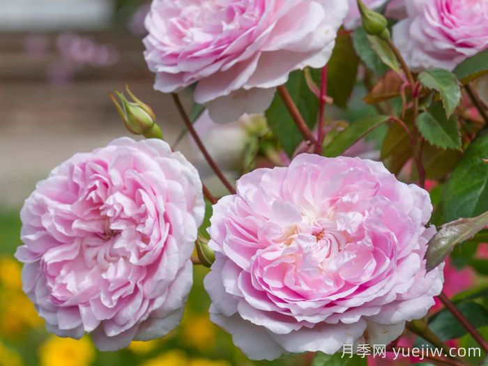 织工马南月季/塞拉斯马南月季(图4)