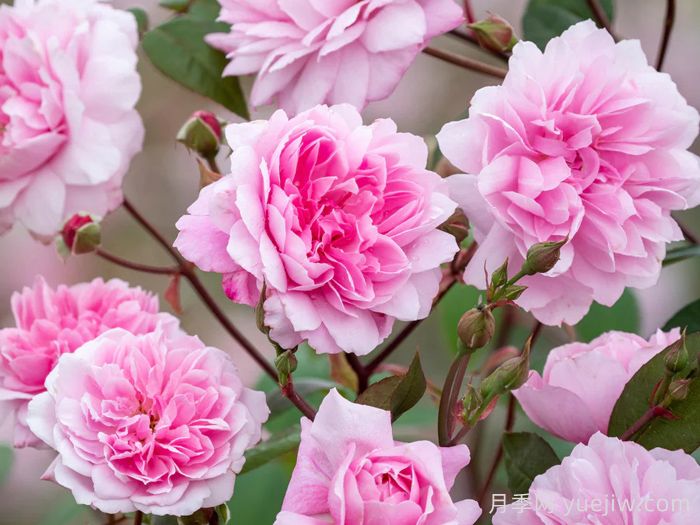 玛丽德拉尼月季/莫蒂默赛克勒(图1) 玛丽德拉尼月季/莫蒂默赛克勒(图1)