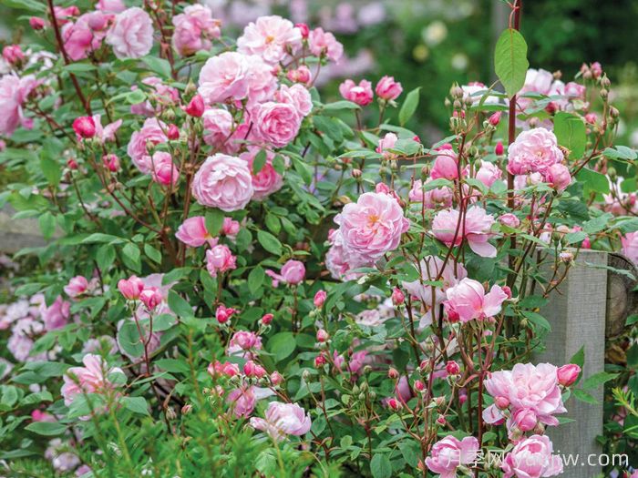 玛丽德拉尼月季/莫蒂默赛克勒(图2) 玛丽德拉尼月季/莫蒂默赛克勒(图2)