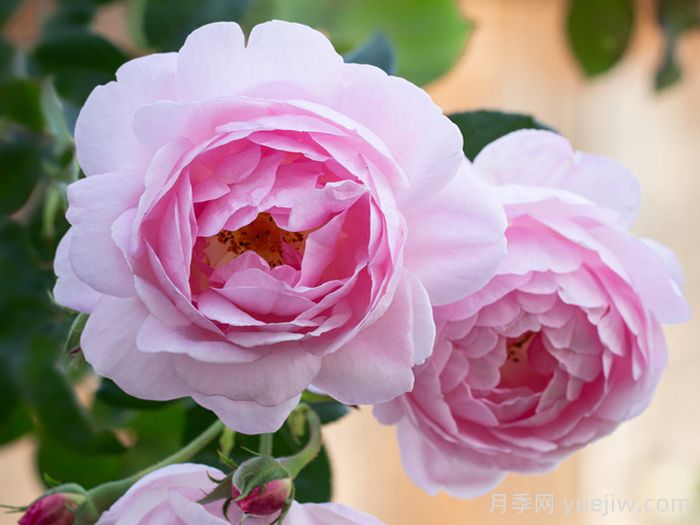 权杖之岛月季(图5)