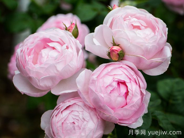 权杖之岛月季(图3)