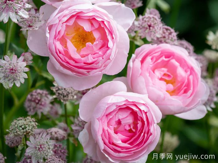 权杖之岛月季(图4)