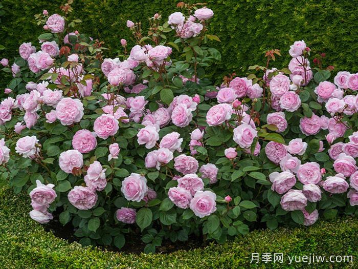 奥利维亚月季/奥利维亚罗斯奥斯汀月季(图3)
