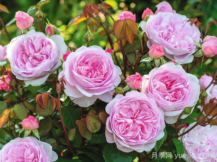 奥利维亚月季/奥利维亚罗斯奥斯汀月季(图1)