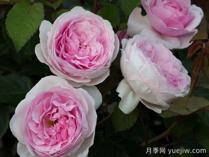 奥利维亚月季/奥利维亚罗斯奥斯汀月季(图2)
