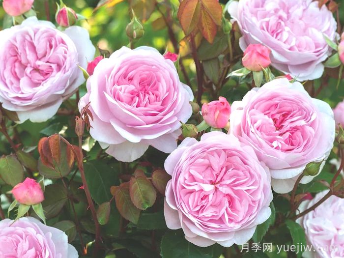 奥利维亚月季/奥利维亚罗斯奥斯汀月季(图4)