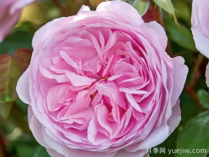 奥利维亚月季/奥利维亚罗斯奥斯汀月季(图5)