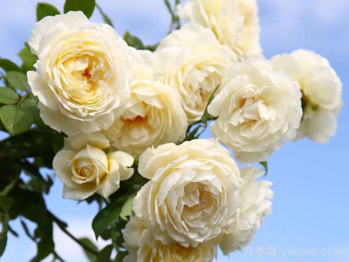 克莱尔奥斯汀月季(图3)