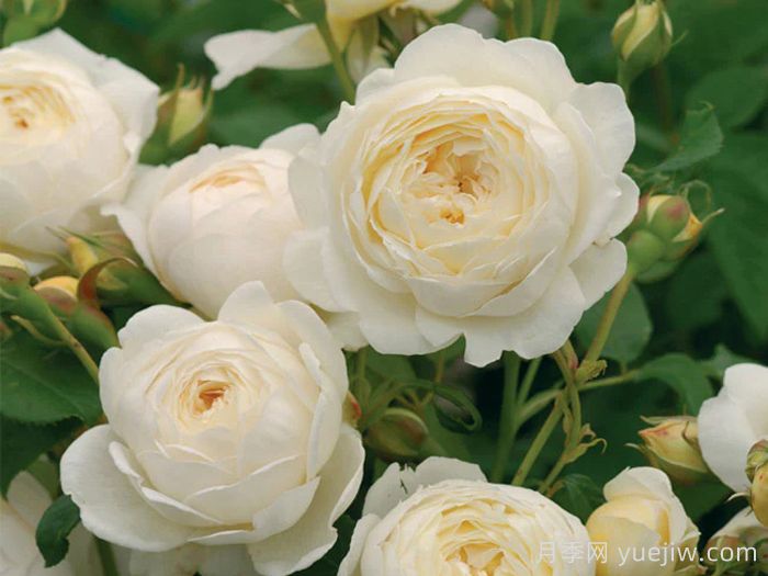 克莱尔奥斯汀月季(图2)