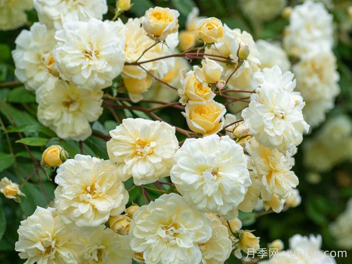 马文山月季(图1)