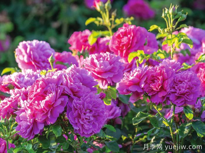 安妮公主月季(图2)