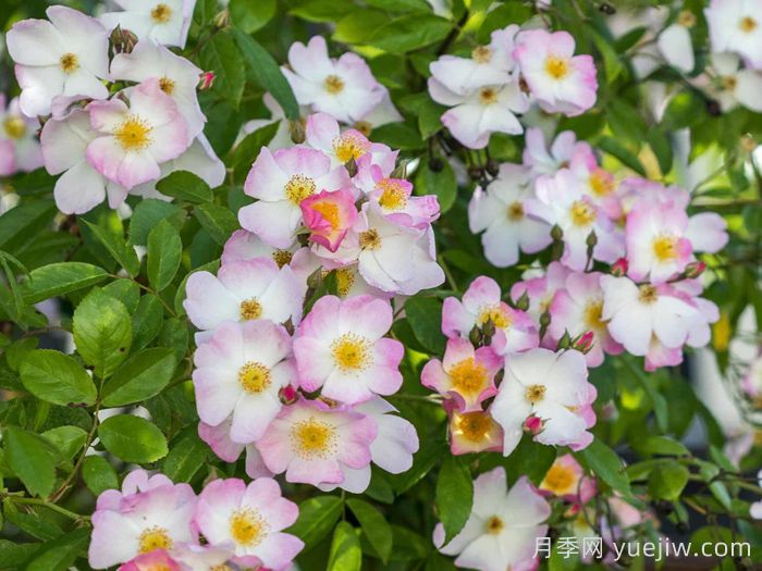 弗朗西斯E莱斯特月季(图2)