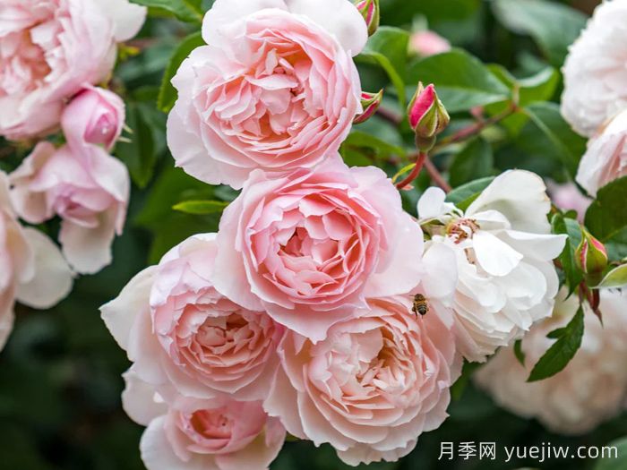 慷慨的园丁月季(图1) 慷慨的园丁月季(图1)