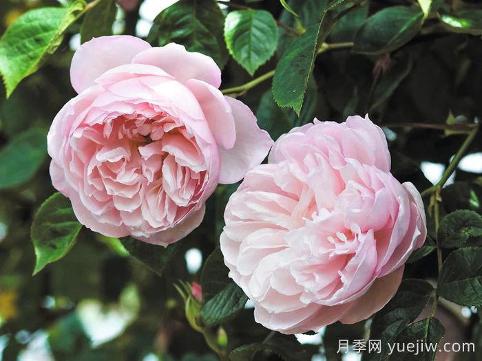 慷慨的园丁月季(图2) 慷慨的园丁月季(图2)