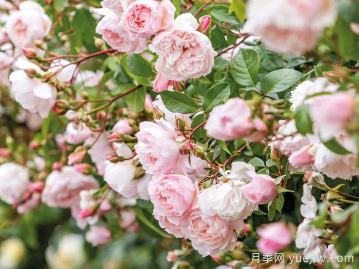 慷慨的园丁月季(图3) 慷慨的园丁月季(图3)