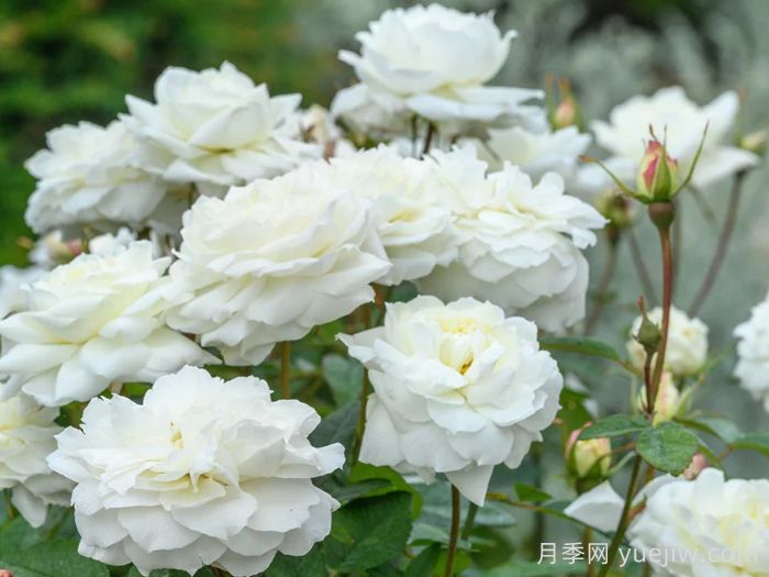 苏珊威廉姆斯埃利斯月季(图3)