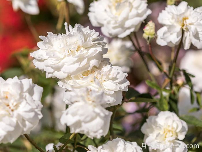 苏珊威廉姆斯埃利斯月季(图5)