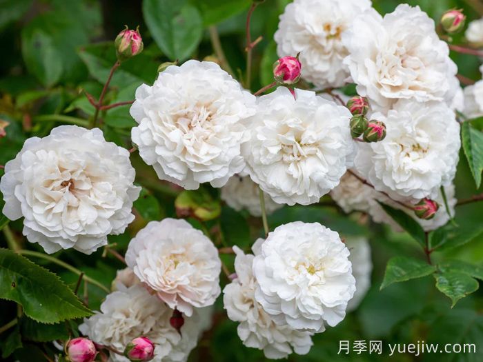 永恒的快乐月季/菲利斯黛佩彼特/幸福与永恒/七姐妹(图1)