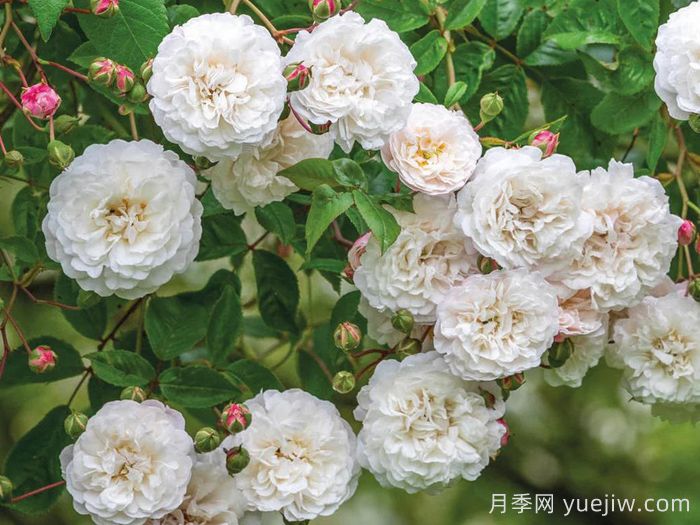 永恒的快乐月季/菲利斯黛佩彼特/幸福与永恒/七姐妹(图2)