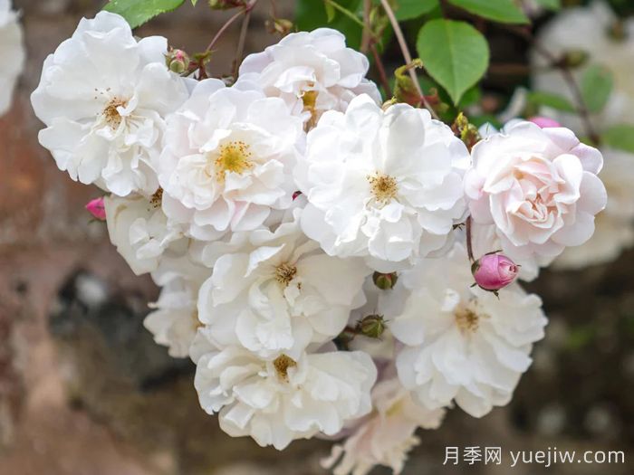 奥尔良花环月季/阿德莱德奥尔良(图1)