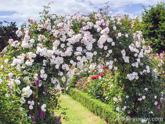 奥尔良花环月季/阿德莱德奥尔良(图2)