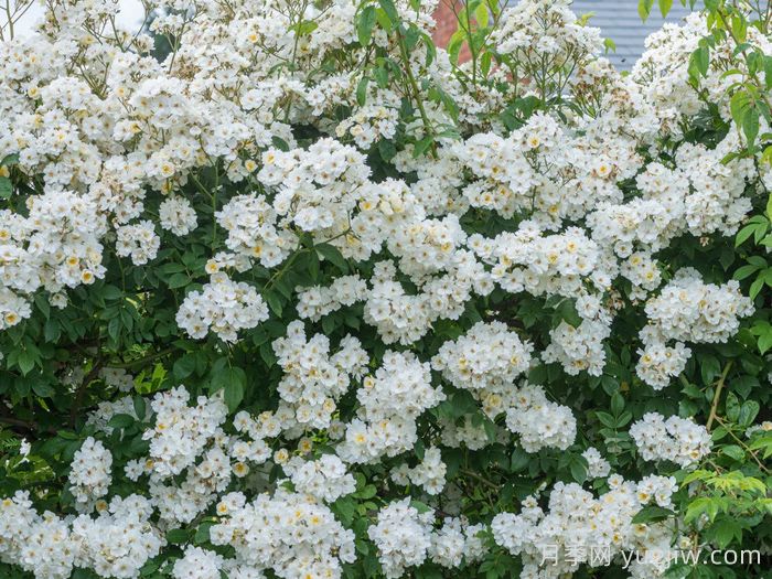 蔓延校长月季/校长月季(图2)