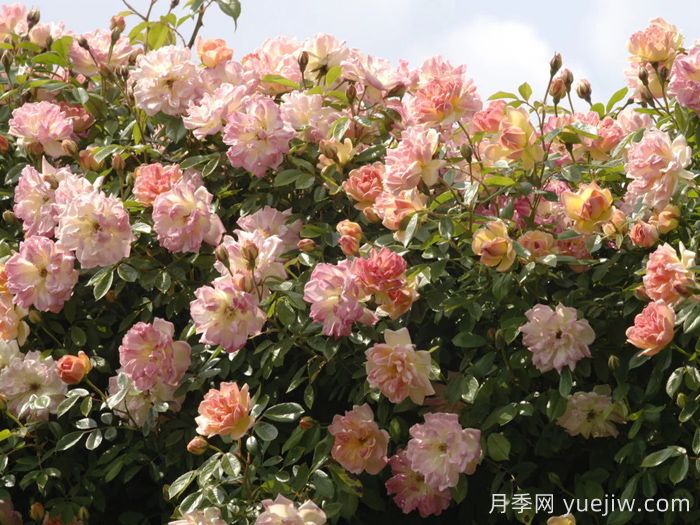 菲利斯彼得月季(图1)